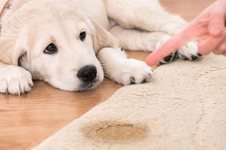 چگونه بوی بد و لک حیوانات خانگی را از روی فرش تمیز کنیم؟