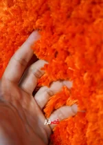 نمای زوم فرش شگی ماسکو پرتقالی کد 3003